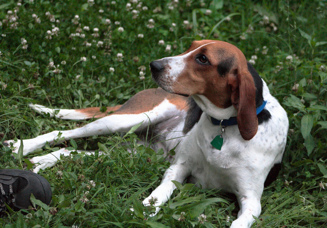 suczka Treeing Walker Coonhound