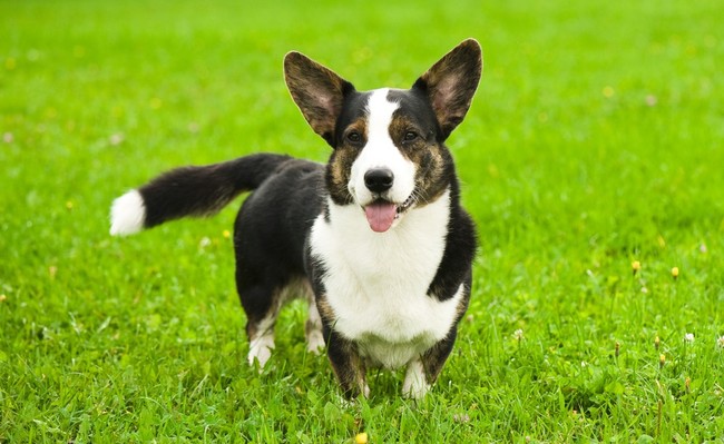 Pies rasy Welsh corgi cardigan