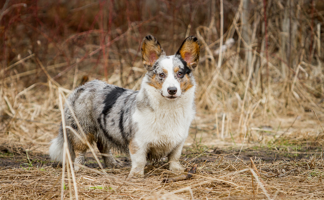 pies rasy welsh corgi cardigan