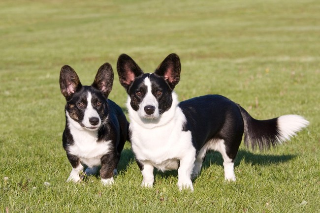 Psy rasy Welsh Corgi Cardigan