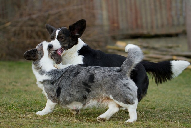 zabawa psów Welsh corgi cardigan