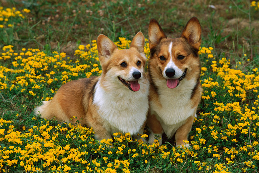 Welsh Corgi Pembroke
