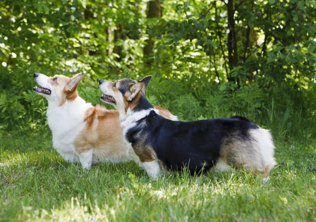 Dwa psy rasy Welsh Corgi Pembroke