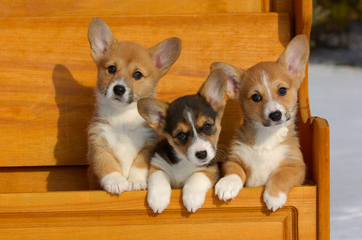 Szczeniaki Welsh Corgi Pembroke