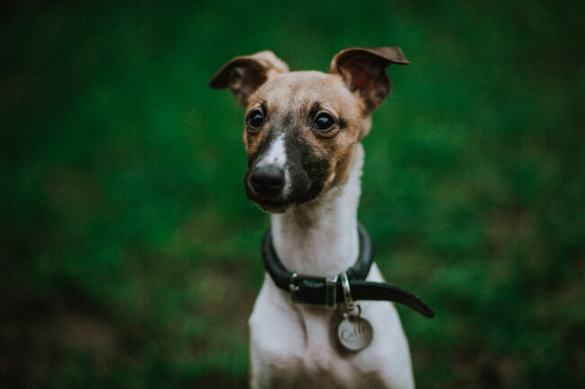 młody chart whippet