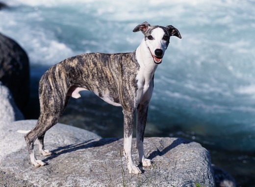 Whippet z wyraźnie wysklepionymi lędźwiami