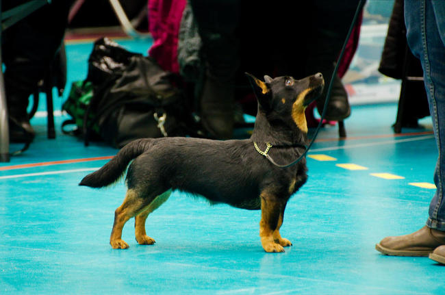Lancashire heeler na wystawie psów rasowych