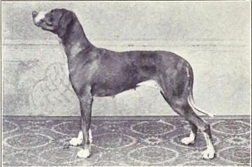 najpopularniejsza rasa duńska wyżeł duński z 1915 roku