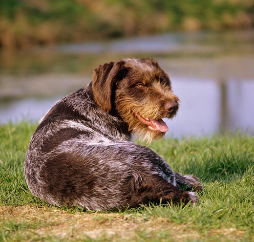 Pies rasy German Wirehaired Pointer