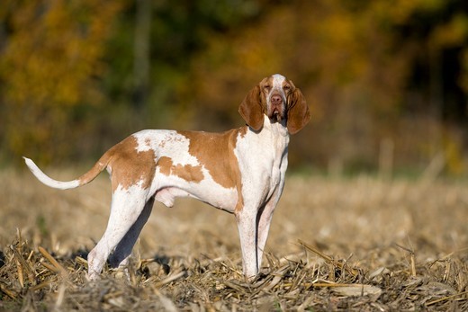 Bracco italiano Historia wyżłów krótkowłosych - Bracco italiano