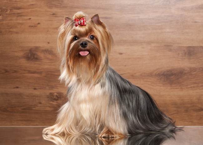 Suczka Yorkshire terrier Suczka yorka z czerwona kokardką