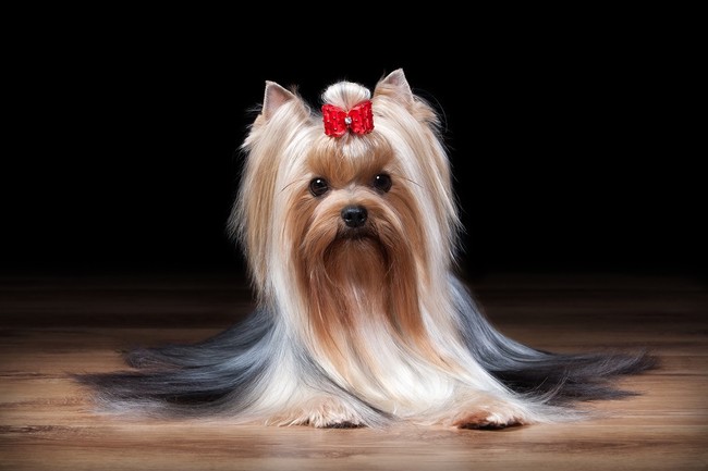 Yorkshire terrier, mały pies o długiej stalowoniebieskiej sierści