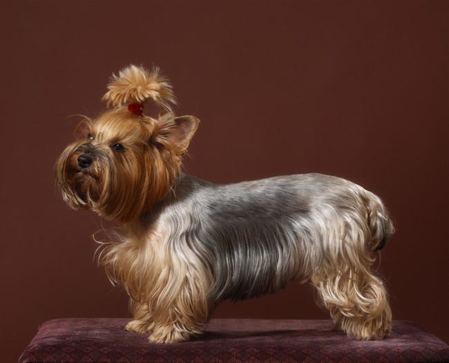 Zdjęcie psa rasy Yorkshire Terrier Zdjecie psa rasy York po wizycie u fryzjera