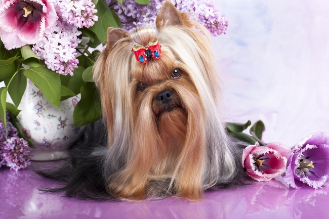 Popularna rasa psa Yorkshire terrier Yorkshire Terriery najpopularniejsze psy w Polsce