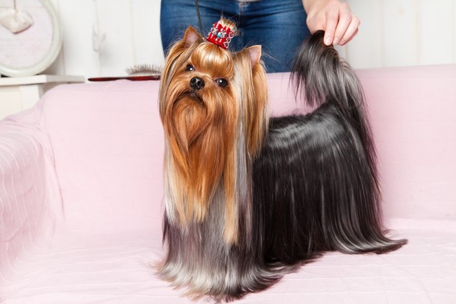 psy długowłose małe yorkshire terrier