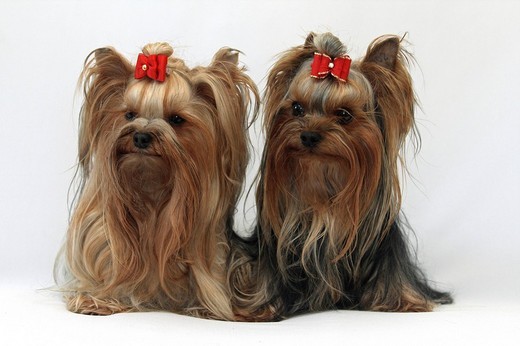 Pst rasy Yorkshire Terrier