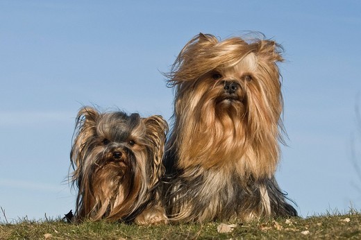 Yorki charakterystyka rasy