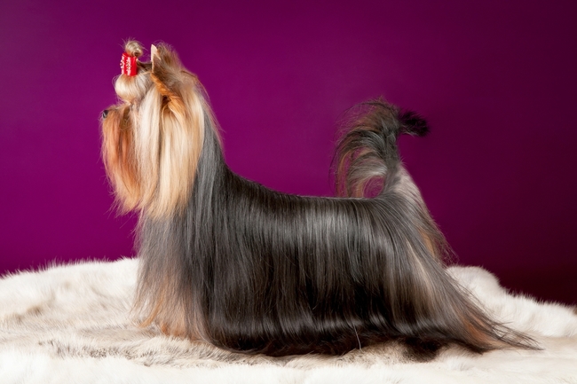 poród u suki rasy yorkshire terrier