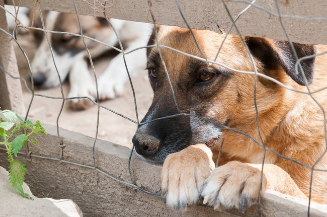 adopcja psa o czym warto pamiętać