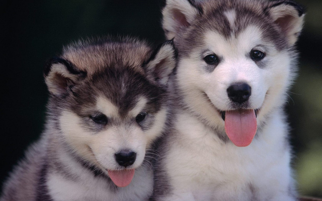Szczeniaki Alanska malamute