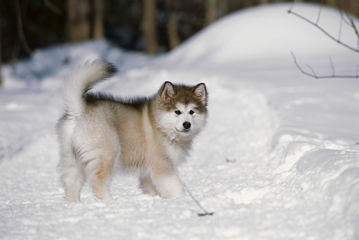 Szczeniak Alaskan malamute