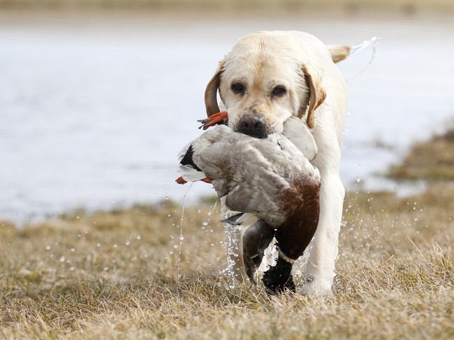 aportujący labrador retriever