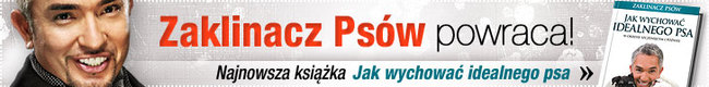Cesar Millan, zaklinacz psów z programu telewizyjnego