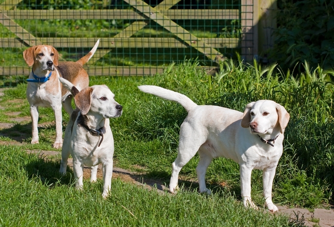 Małe psy gończe Beagle Male psy goncze Beagle