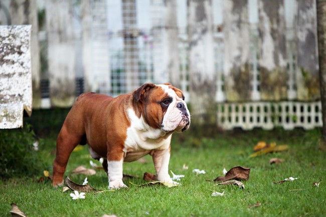 buldog angielski wszystko o rasie