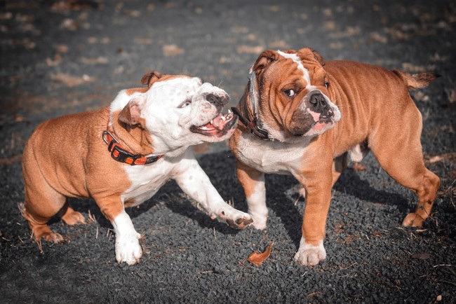 buldog angielski wszystko o rasie zachowanie i temperament