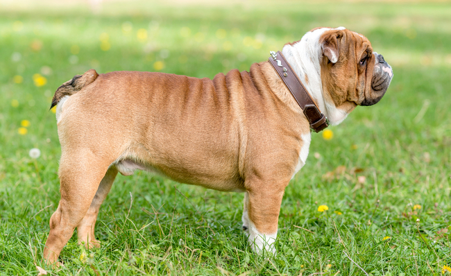 buldog angielski wszystko o rasie psa