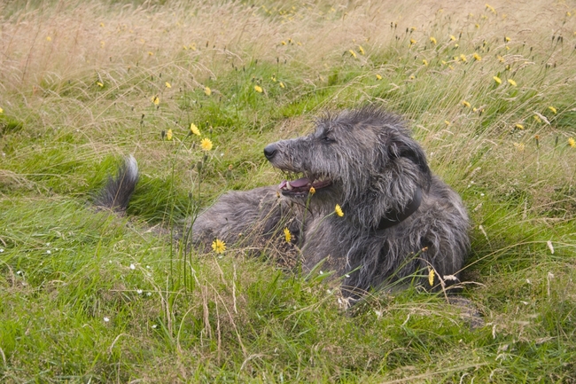 Chart szkocki Deerhound