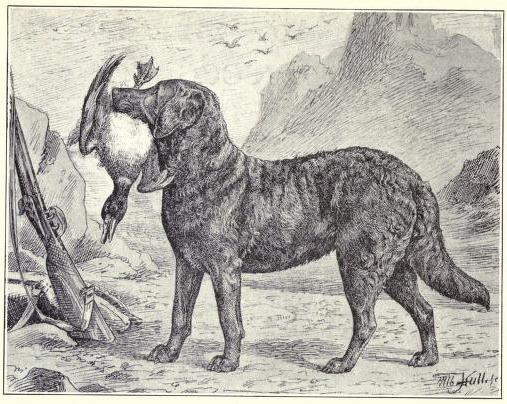 rysunek psa Chesapeake Bay Retriever z kaczką w pysku