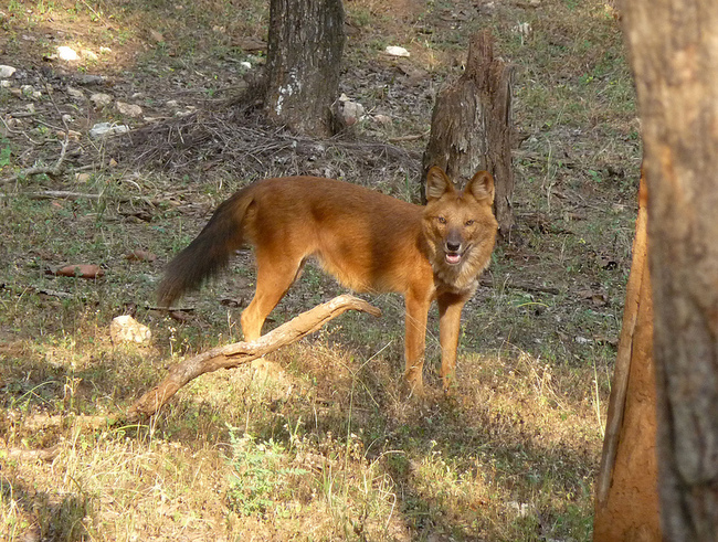 Cyjon