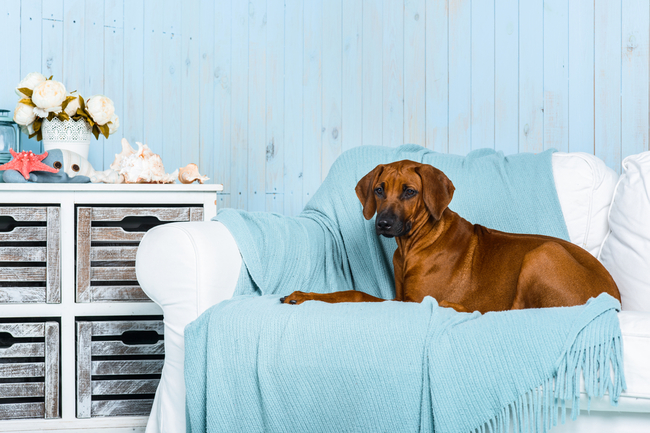 rhodesian ridgeback na sofie duże psy kanapowe to rhodesian ridgebacki