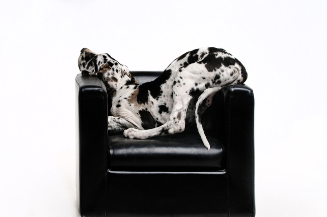 duży pies kanapowy dog niemiecki duże psy kanapowe dog niemiecki