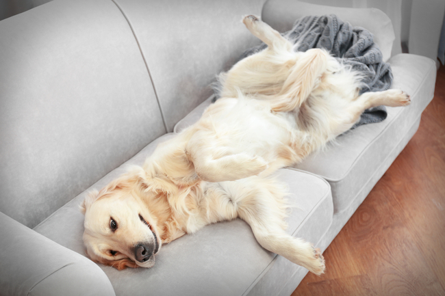 golden retriever na sofie duże psy kanapowe golden retrievery