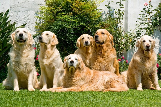 Golden retriever i terier, psy różnych ras opisywane na portalu