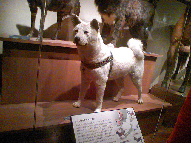 Symbol psie wierności Hachiko