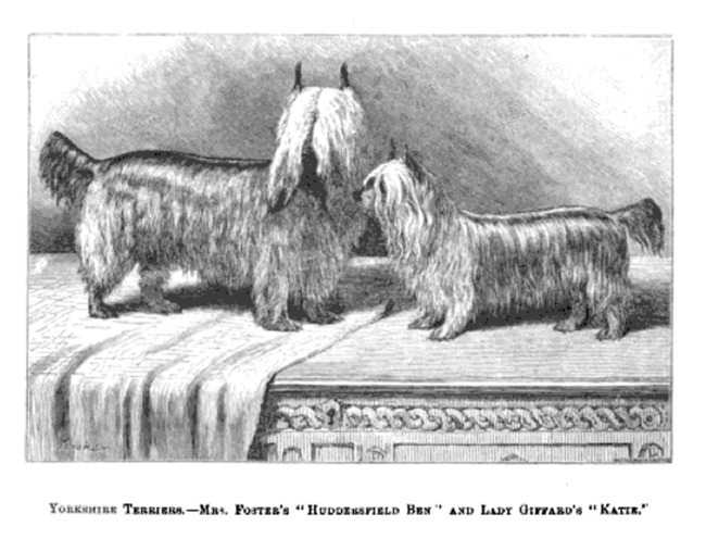 historia rasy yorkshire terrier