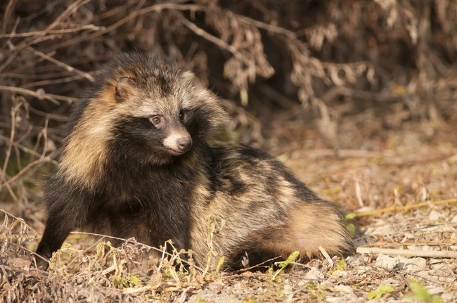 Jenot polujący w lesie
