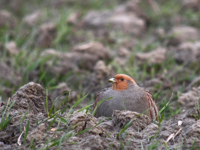 Kuropatwa zwyczajna, kuropatwa (Perdix perdix) Kuropatwa zwyczajna, kuropatwa (Perdix perdix)