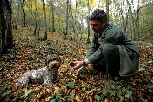 Lagotto romagnolo jako psy do szukania trufli