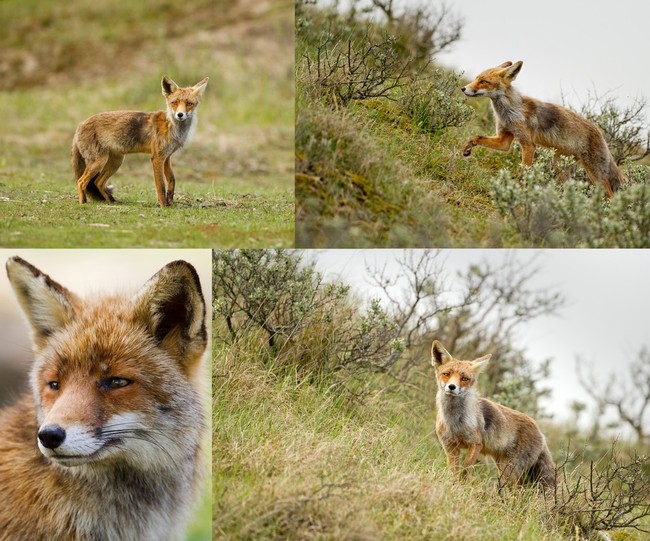 Kolaż ze zdjęć Lisa rudego (Vulpes vulpes)