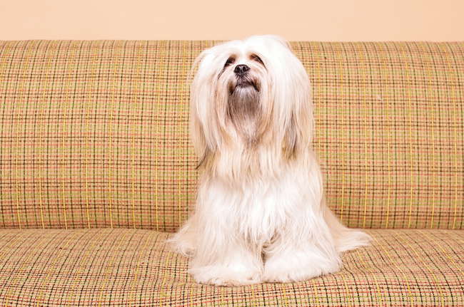 lhasa apso małe psy kanapowe