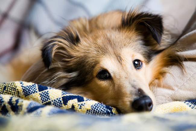 sheltie małe psy kanapowe