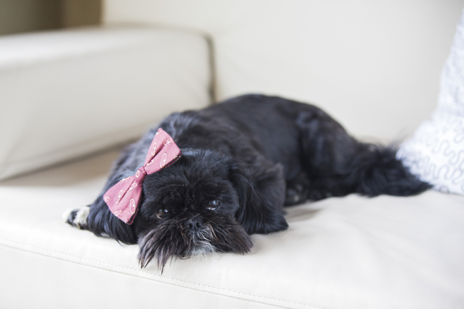 małe psy kanapowe to shih tzu