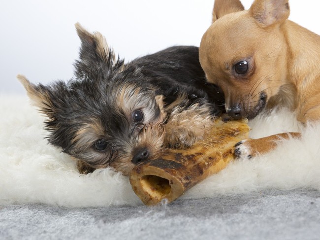 małę psy kanapowe york i chihuahua
