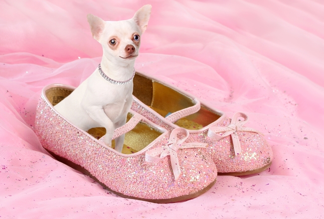 Mały piesek Chihuahua