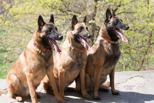 owczarki belgijskie malinois
